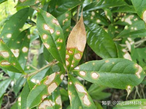 桂花樹生病 福建姐夫們